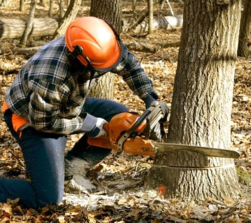 Tree Removal in Central, SC